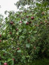 The branches of the Apple fruit. Royalty Free Stock Photo